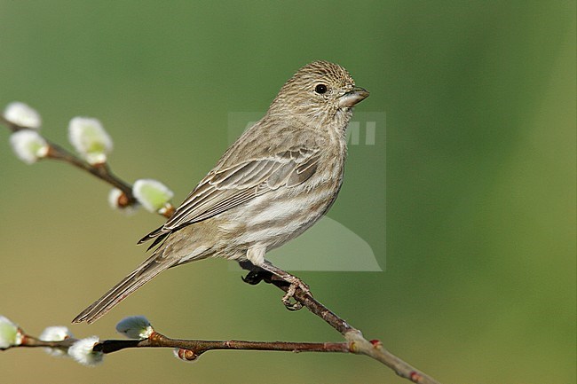 Adult female
Kern Co., CA
March 2005 stock-image by Agami/Brian E Small,