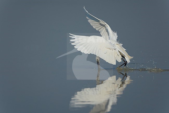 Kleine Zilverreiger; Little Egret stock-image by Agami/Daniele Occhiato,