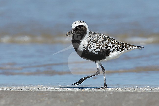 Adult breeding
Galveston Co., TX
May 2016 stock-image by Agami/Brian E Small,
