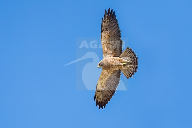 Adult (intermediate morph)
San Diego Co., CA
April 2023 stock-image by Agami/Brian E Small,