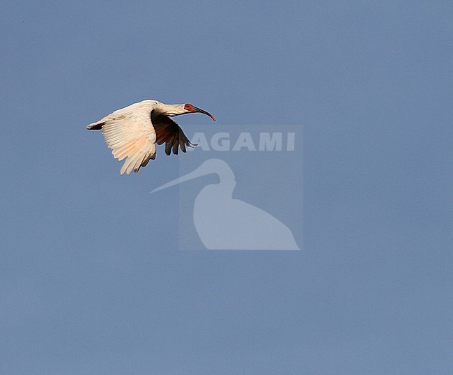 Japanese Crested Ibis (Nipponia nippon) at Changqing, China. stock-image by Agami/James Eaton,