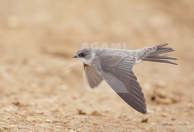 Oeverzwaluw in de vlucht; Sand Martin in flight stock-image by Agami/Markus Varesvuo,