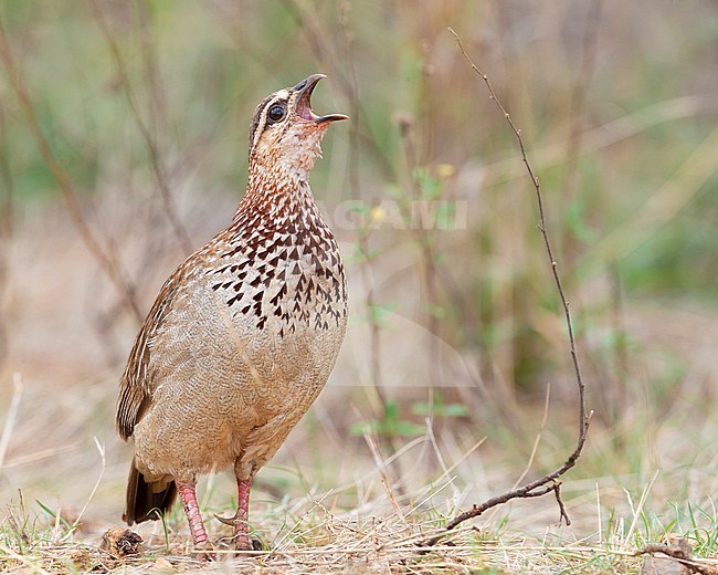 Crested Francolin (Ortygornis sephaena), front view of an adult singing, Mpumalanga, South Africa stock-image by Agami/Saverio Gatto,