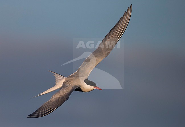 Noordse Stern in vlucht, Arctic Tern in flight stock-image by Agami/Markus Varesvuo,