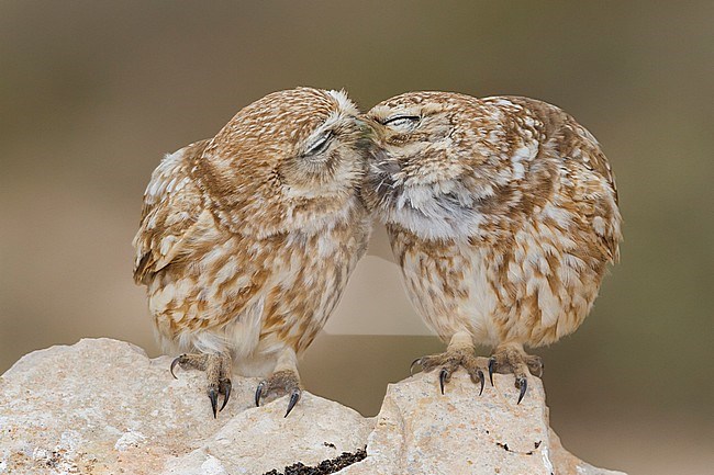 Little Owl - Steinkauz - Athene noctua saharae, Morocco, adult stock-image by Agami/Ralph Martin,