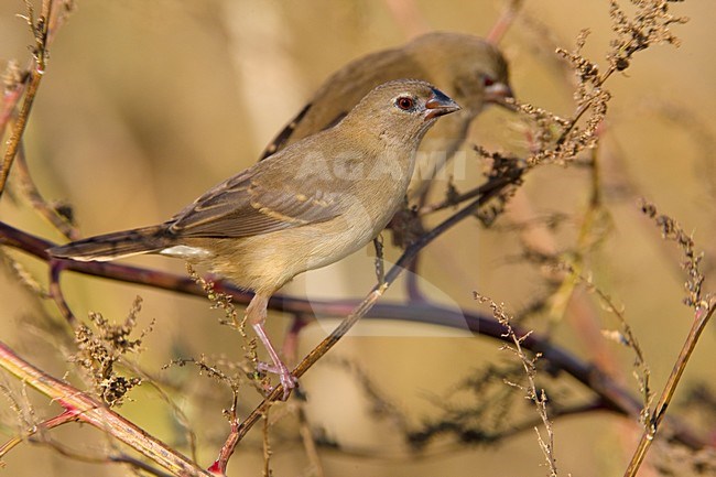 Juveniele Tijgervink; Juvenile Red Avadavat stock-image by Agami/Daniele Occhiato,