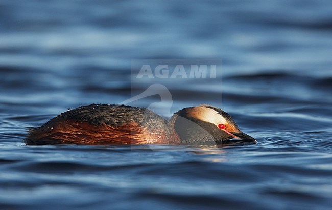 Kuifduiker zwemmend; Horned Grebe swimming stock-image by Agami/Markus Varesvuo,