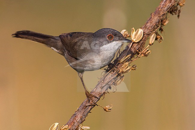 Kleine Zwartkop; Sardinian Warbler; Sylvia melanocephala stock-image by Agami/Daniele Occhiato,