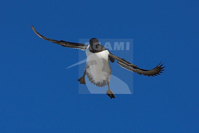 Zeekoet, Common Murre, Uria aalge stock-image by Agami/Jari Peltomäki,