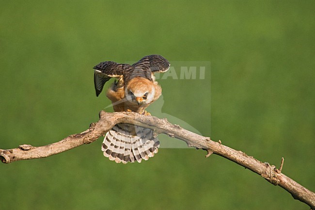 Roodpootvalk, Red-footed Falcon, Falco vespertinus stock-image by Agami/Marc Guyt,