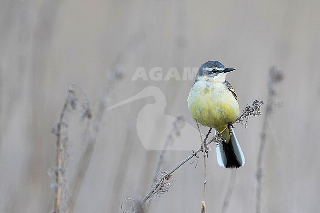 Sykes Wagtail - Schafstelze - Motacilla flava ssp. beema, Russia, adult female stock-image by Agami/Ralph Martin,