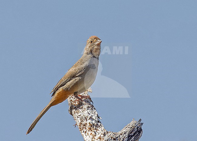 California towhee (Melozone crissalis) in Western Mexico. stock-image by Agami/Pete Morris,