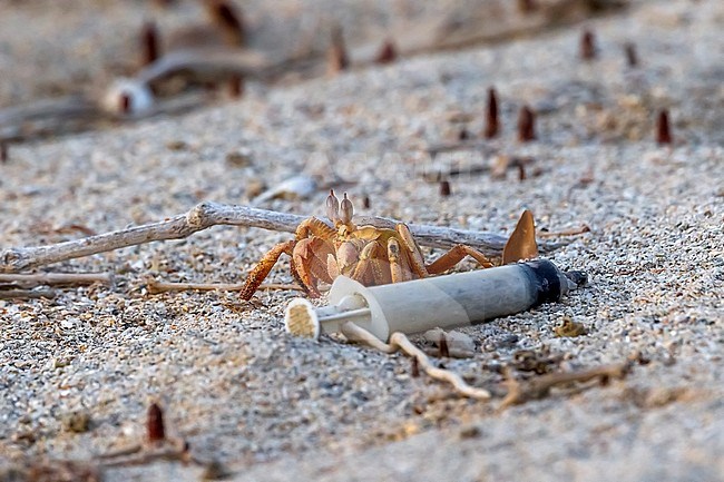 Red Sea Ghost Crab on the beach with a syringe, Wad Lahami,  Hamata, Egypt. July 28, 2013. stock-image by Agami/Vincent Legrand,