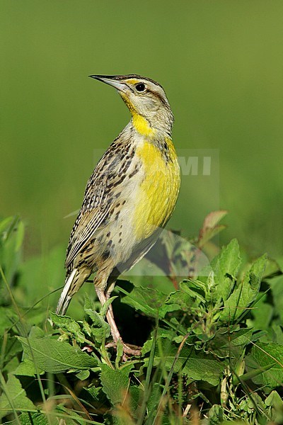 Adult
Galveston Co., TX
April 2005 stock-image by Agami/Brian E Small,