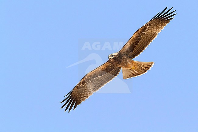 Booted Eagle (Hieraaetus pennatus), dark morph juvenile in flight seen from below stock-image by Agami/Saverio Gatto,