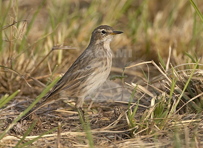 Water Pipit standing in grass; Waterpieper staand in gras stock-image by Agami/Jari Peltomäki,