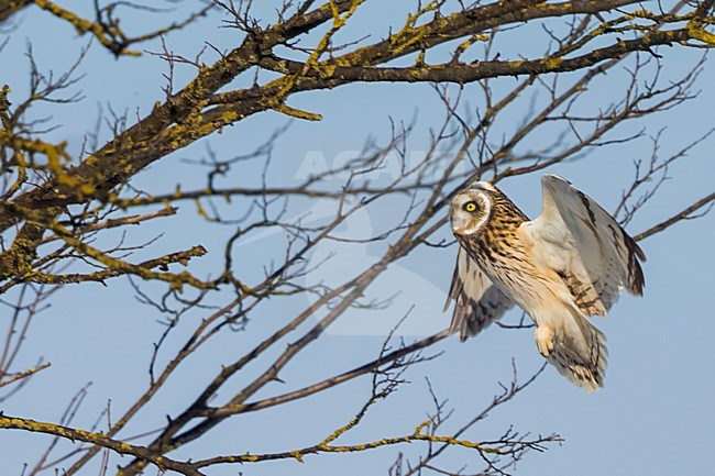 Velduil in vlucht; Short-eared Owl in flight stock-image by Agami/Daniele Occhiato,