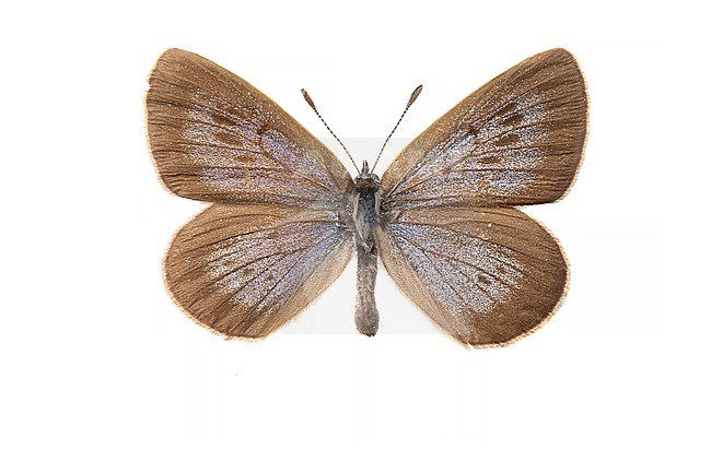 Dusky Large Blue, Donker pimpernelblauwtje, Phengaris nausithous stock-image by Agami/Wil Leurs,