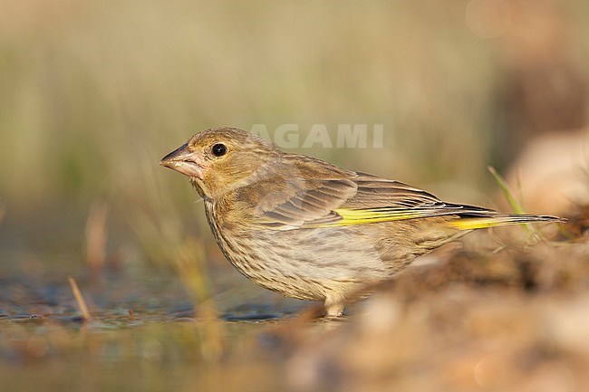 Greenfinch, Groenling, Carduelis chloris ssp. aurantiiventris, Croatia, juvenile stock-image by Agami/Ralph Martin,