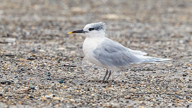 Adult winter Sandwich Tern sitting on a road in Browersdam, Zeeland, The Netherlands. November 2011. stock-image by Agami/Vincent Legrand,