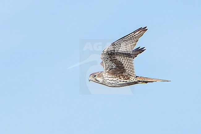 Adult
Santa Barbara Co., CA
November 2021 stock-image by Agami/Brian E Small,