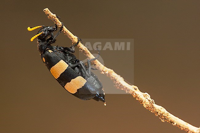 Bean Beetle, Hycleus oculatus stock-image by Agami/Wil Leurs,