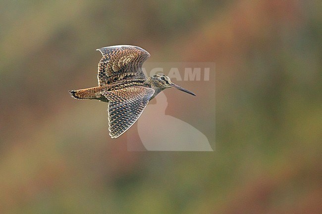 Eurasian Woodcock (Scolopax rusticola) in flight over Helgoland, Germany, during autumn migration. stock-image by Agami/Harvey van Diek,
