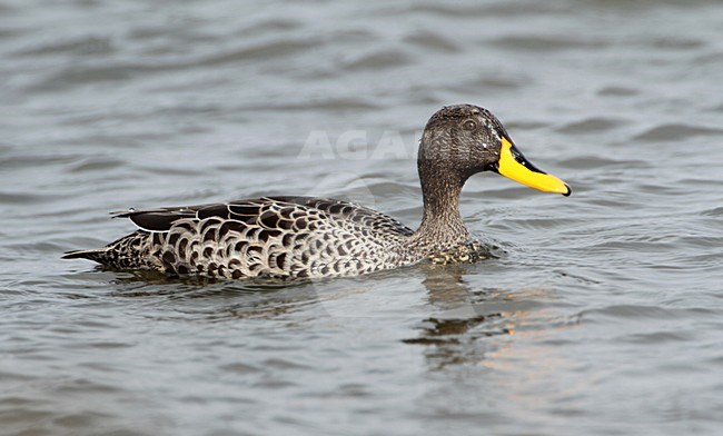 Geelsnaveleend, Yellow-billed Duck stock-image by Agami/Karel Mauer,