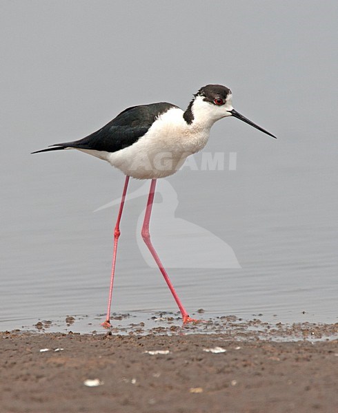 Foeragerende Steltkluut; Black-winged Stilt foraging stock-image by Agami/Roy de Haas,