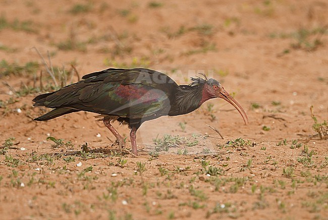Northern Bald Ibis (Geronticus eremita) is endangered species and breeds at coastal Morocco north of Agadir. stock-image by Agami/Eduard Sangster,