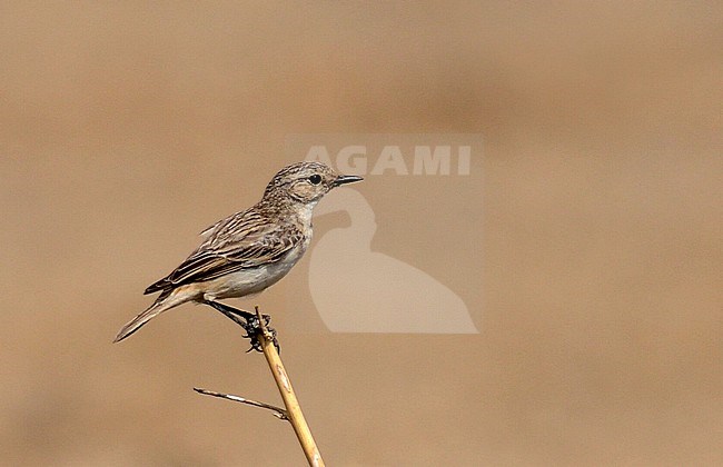 White-browed bush chat (Saxicola macrorhynchus) a desert specialist and Indian endemic species that has a small, declining population because of agricultural intensification and encroachment. stock-image by Agami/Laurens Steijn,