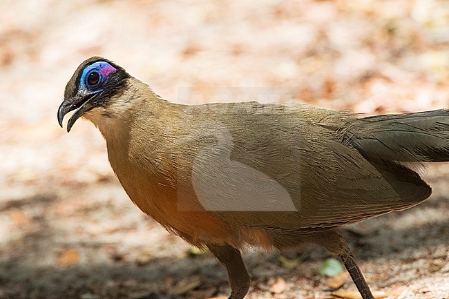 Grote Coua; Giant Coua (Coua gigas) endemic species from Madagascar stock-image by Agami/Marc Guyt,