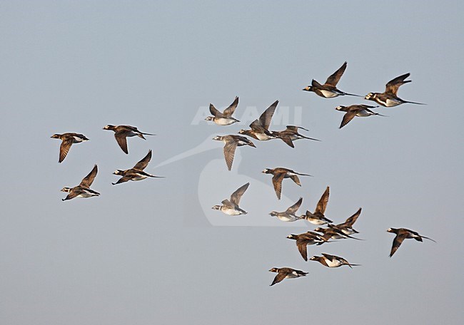 IJseenden in vlucht; Long-tailed Ducks in flight stock-image by Agami/Markus Varesvuo,