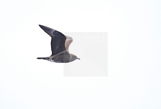 First-winter Dark phase Long-tailed Skua (Stercorarius longicaudus), flying off Madeira above the Atlantic ocean. Showing under wing. stock-image by Agami/Marc Guyt,