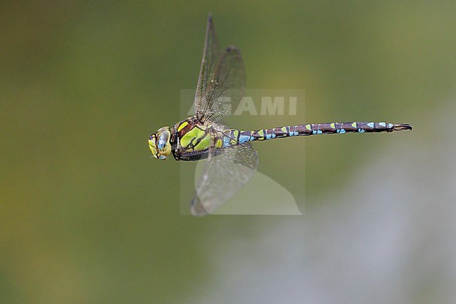 Blue Hawker (Aeshna cyanea), side view of an adult in flight, Campania, Italy stock-image by Agami/Saverio Gatto,