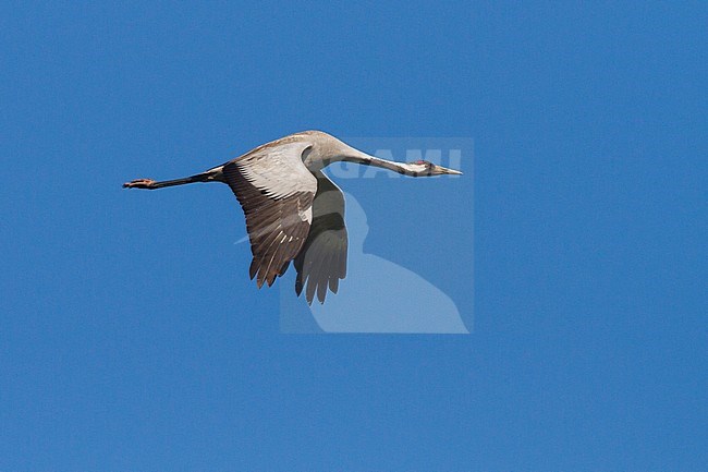 Common Crane - Kranich - Grus grus ssp. grus, Poland, adult stock-image by Agami/Ralph Martin,