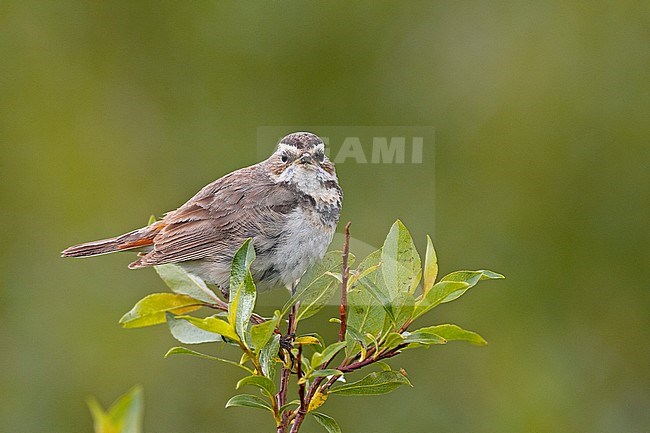 Red-spotted Bluethroat, Luscinia svecic stock-image by Agami/Jari Peltomäki,