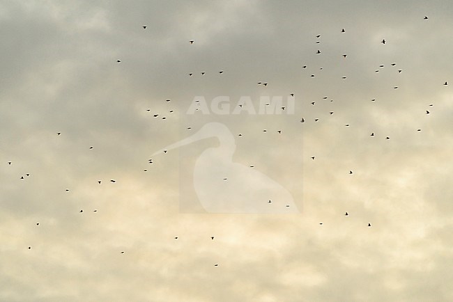 Migrating flock of Redwings (Turdus iliacus) flying overhead over Tongplaat near Dordrecht in the Netherlands. stock-image by Agami/Hans Gebuis,