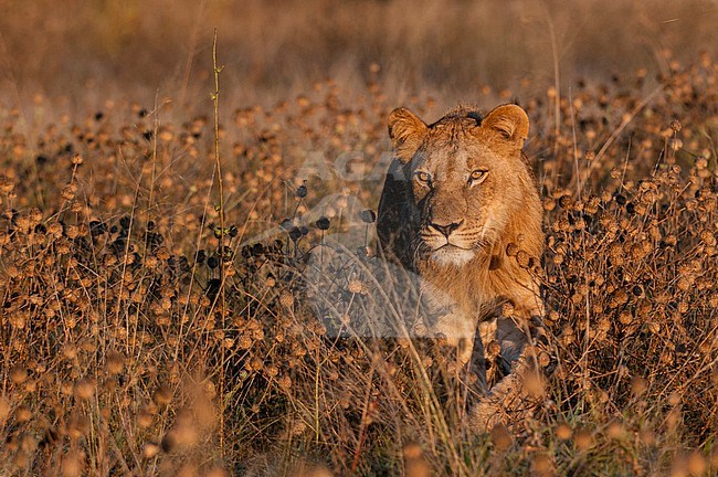 A young male lion, Panthera leo, walking among tall weeds. Linyanti, Botswana. stock-image by Agami/Sergio Pitamitz,