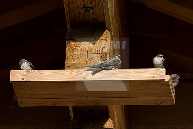 First-winter Crag Martins (Ptyonoprogne rupestris) resting below the roof of a large house in Switzerland. stock-image by Agami/Ralph Martin,