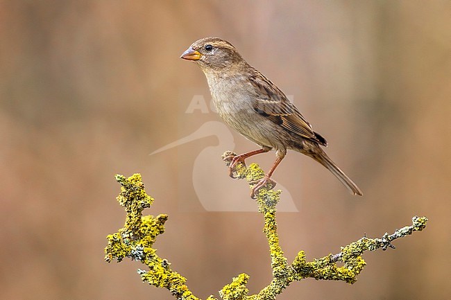 Italian Sparrow (Passer italiae) in Italy. stock-image by Agami/Daniele Occhiato,