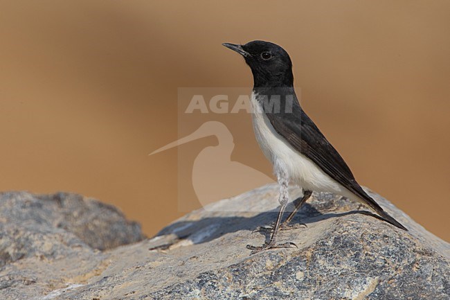 Adult male Hume's wheatear (Oenanthe albonigra) perched on a rock in Oman. Seen from the side. stock-image by Agami/Daniele Occhiato,