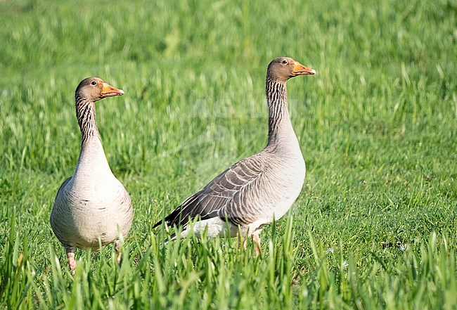 Greylag Goose (Anser anser) adult perched in gras stock-image by Agami/Roy de Haas,