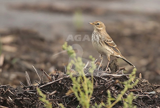 Water Pipit (Anthus spinoletta), standing, seen from the side. stock-image by Agami/Fred Visscher,