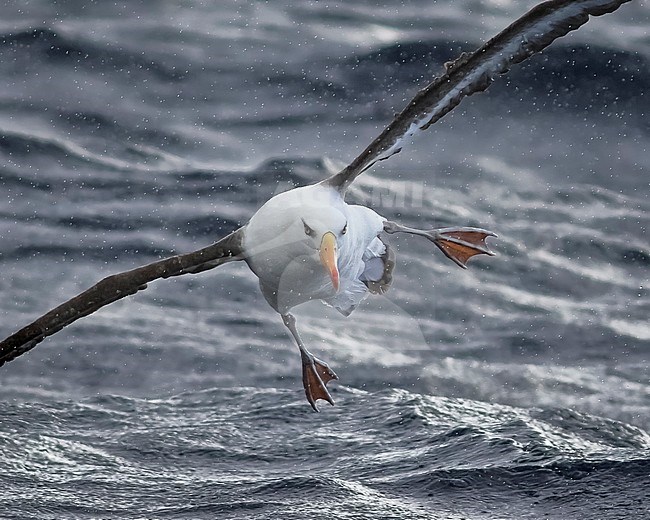 Campbell albatross, Thalassarche impavida stock-image by Agami/Georgina Steytler,