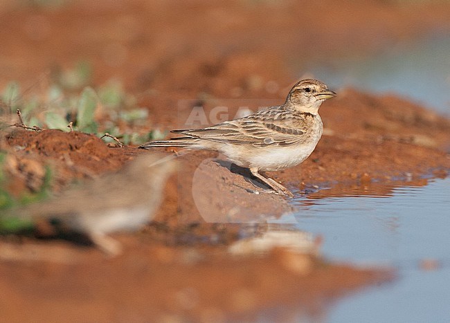 Greater Short-toed Lark (Calandrella brachydactyla brachydactyla) in Spanish steppes near Belchite, Spain. stock-image by Agami/Marc Guyt,