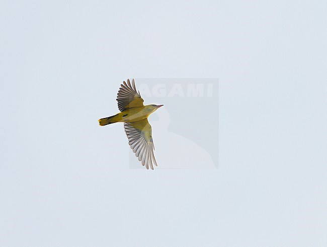 Eurasian Golden Oriole (Oriolus oriolus) flying, migrating high in the blue sky showing underside stock-image by Agami/Ran Schols,