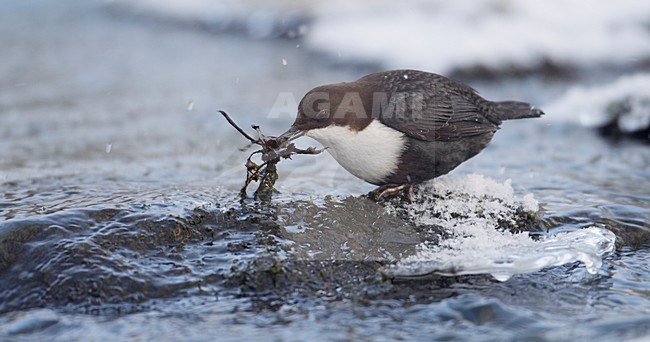 White-throated Dipper at frozen stream foraging, Waterspreeuw bij bevroren beek foeragerend stock-image by Agami/Markus Varesvuo,