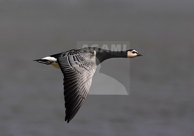 Wintering Barnacle Goose (Branta leucopsis) in the Netherlands. In flight. stock-image by Agami/Marc Guyt,