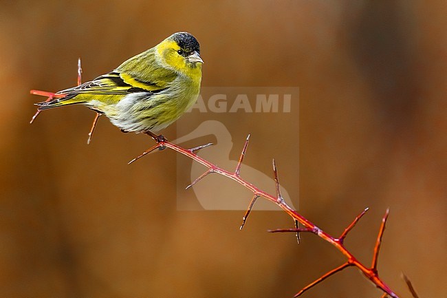 Male Eurasian Siskin, Spinus spinus, in Italy. stock-image by Agami/Daniele Occhiato,